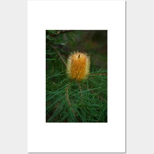 Hairpin Banksia Posters and Art